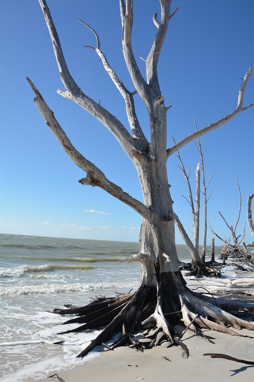 tree dead beach 485187jpg