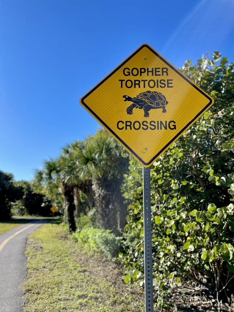 turtle crossing turtle tortoise 6244677jpg