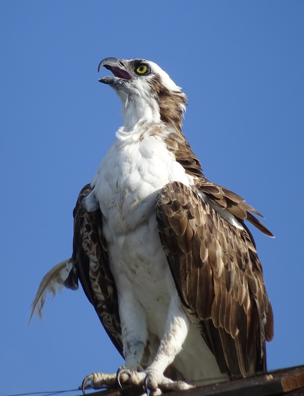 white tailed eagle bird florida 4957833jpg