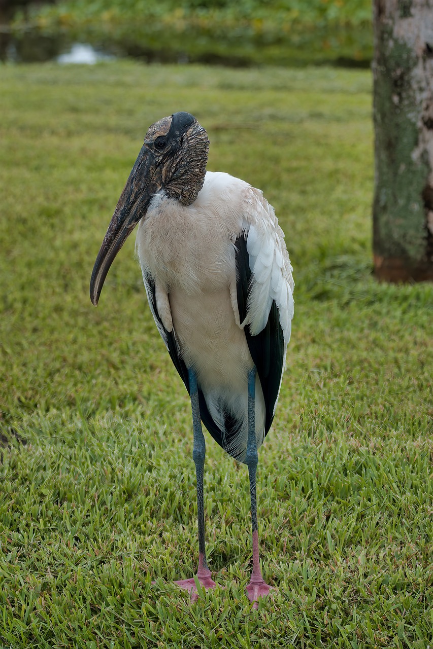 wood stork stork wading bird 5472686jpg