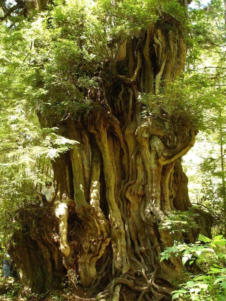 ancient trees, cedar, olympic-176978.jpg