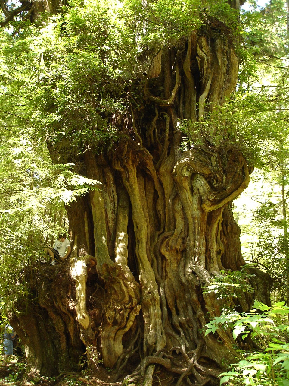 ancient trees cedar olympic 176978jpg