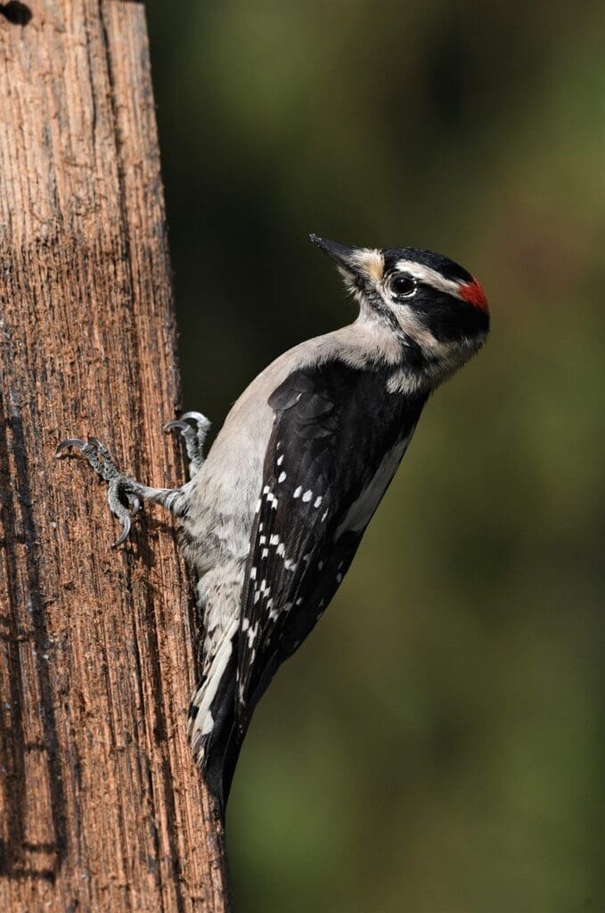 bird downy woodpecker wing 7767225jpg