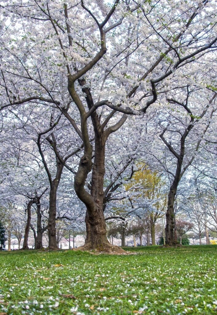 cherry blossoms washington 2681236jpg