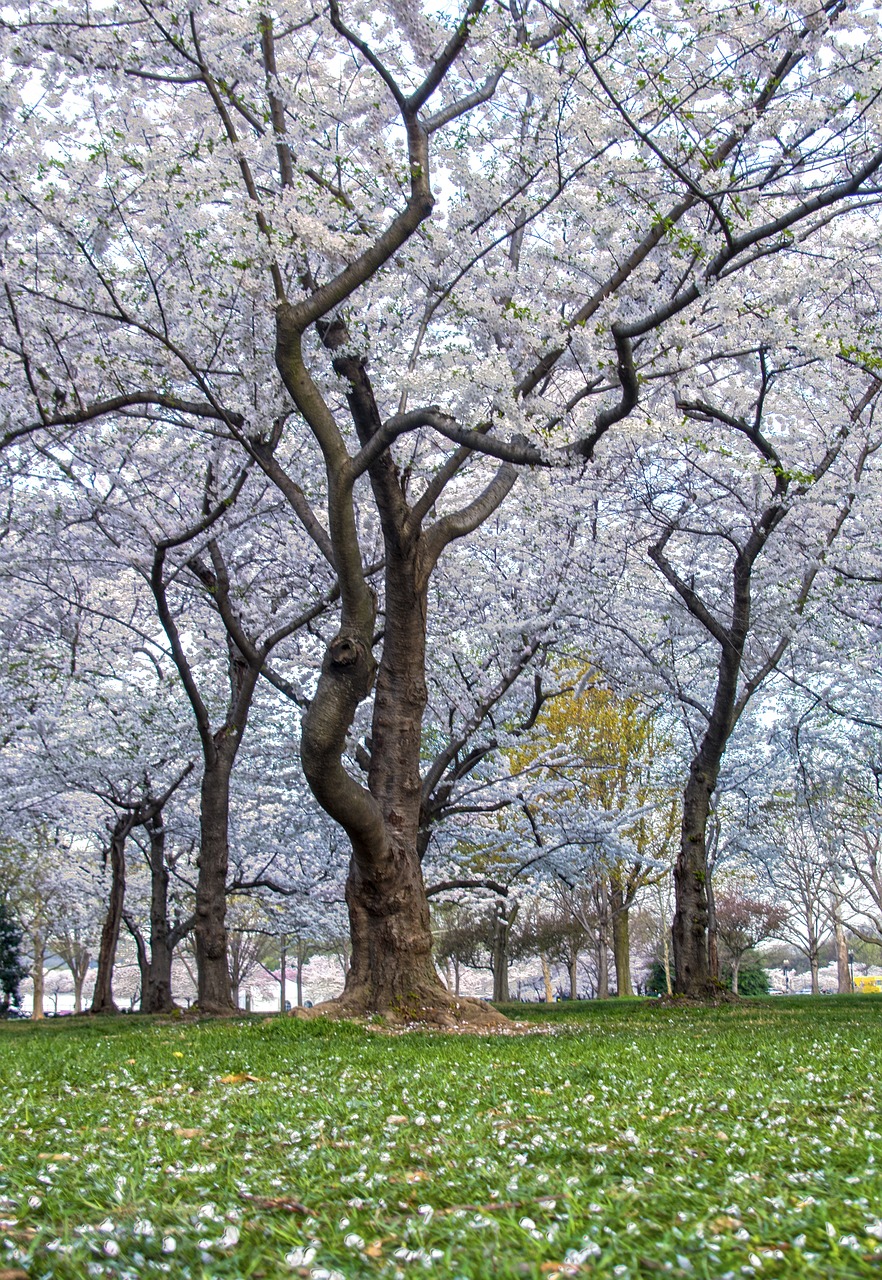 cherry blossoms washington 2681236jpg