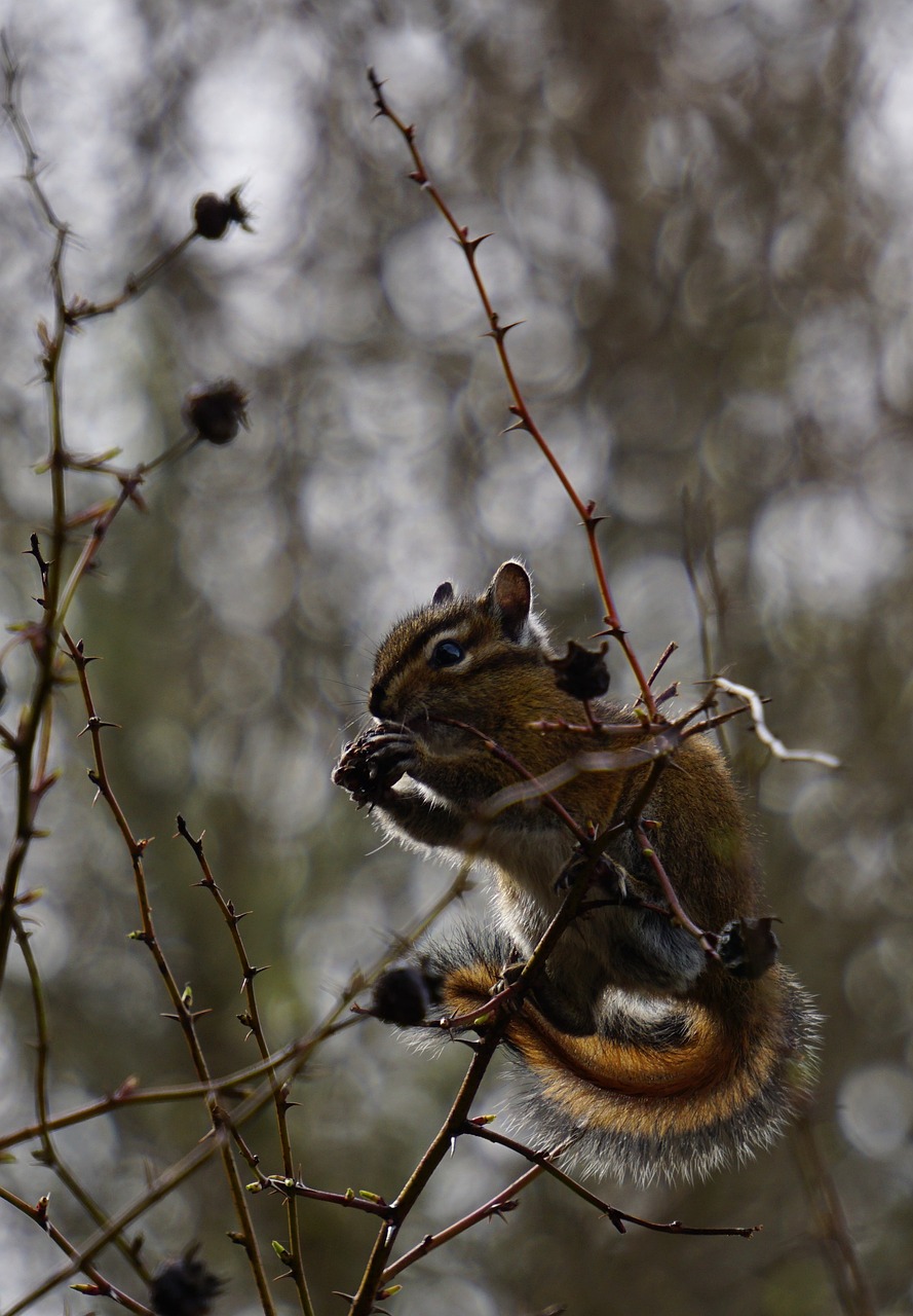 chipmunk wildlife whidbey island 7388931jpg