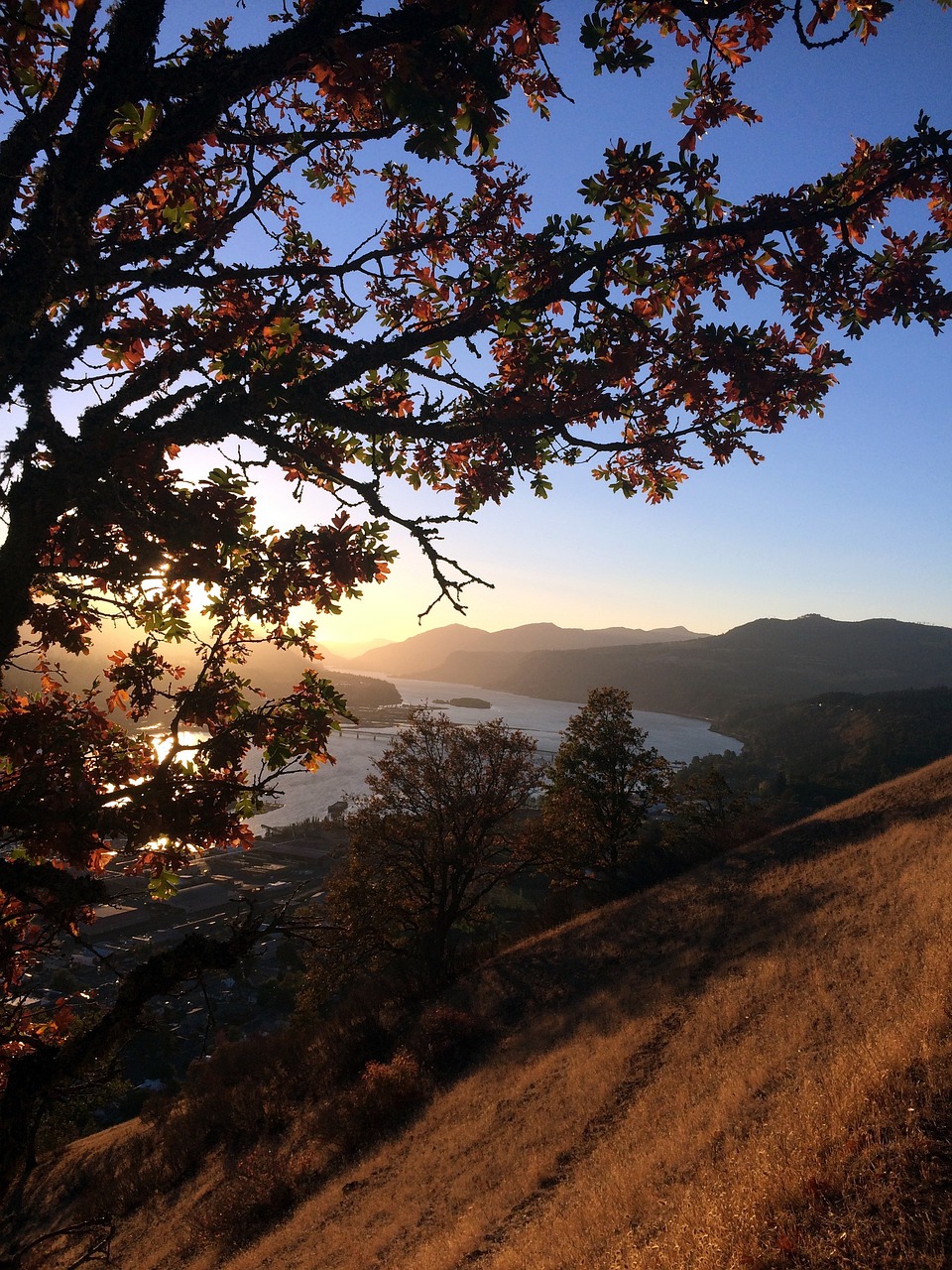 fall columbia gorge tree 1222940jpg