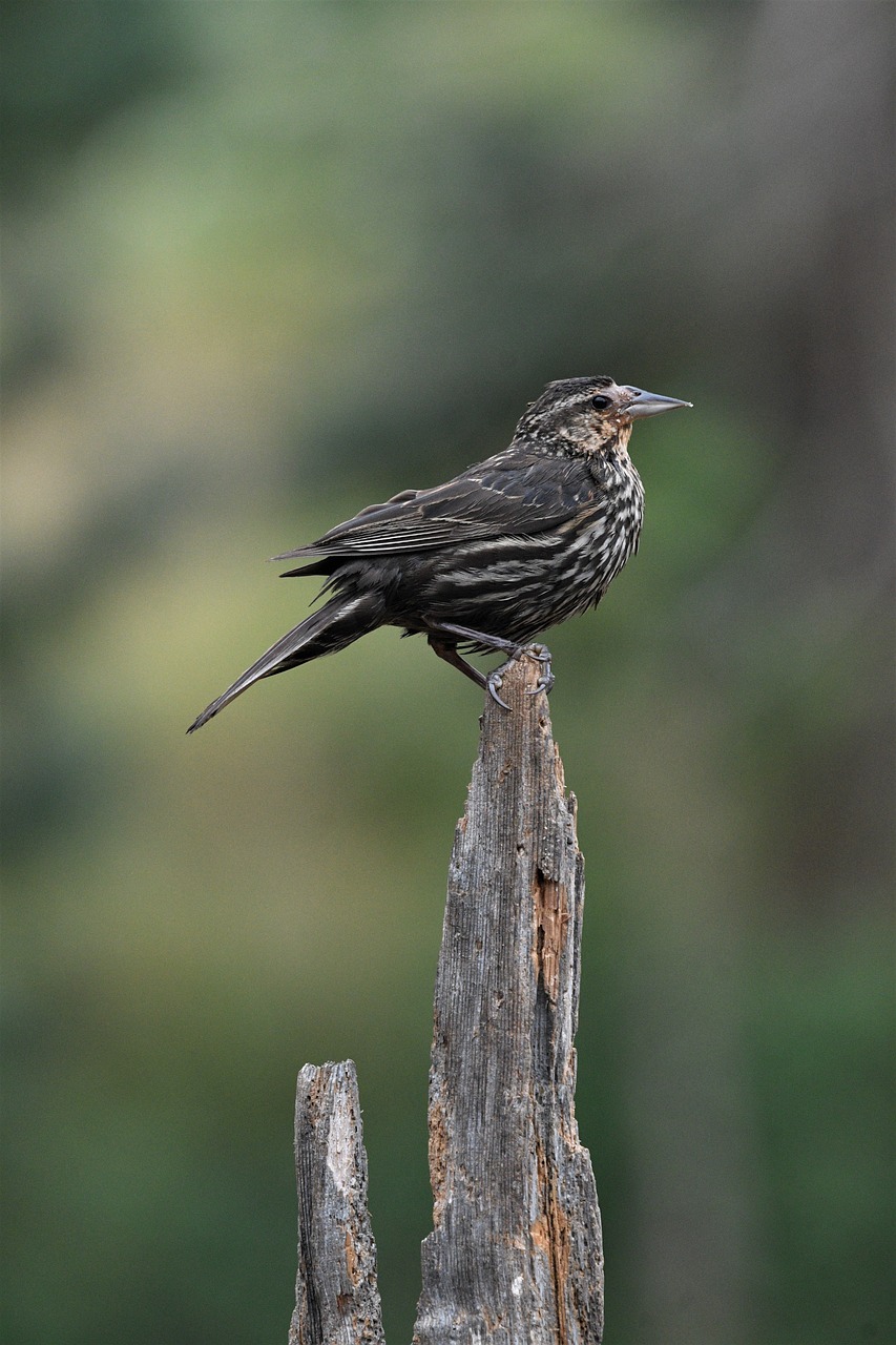 fly nature wildlife 8195179jpg