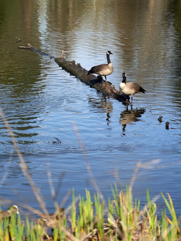 geese canadian nature 4115404jpg