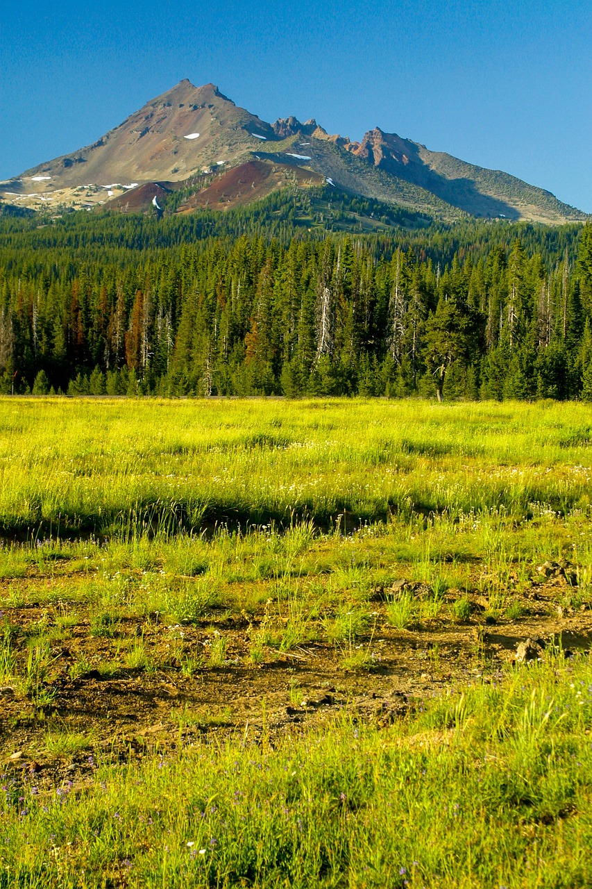 meadow forest mountains 5862918jpg