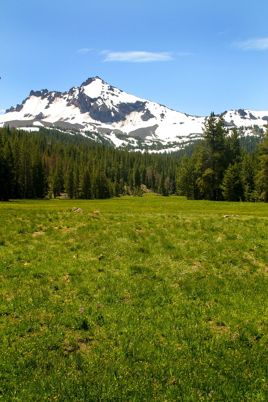 meadow forest mountains 5862922jpg