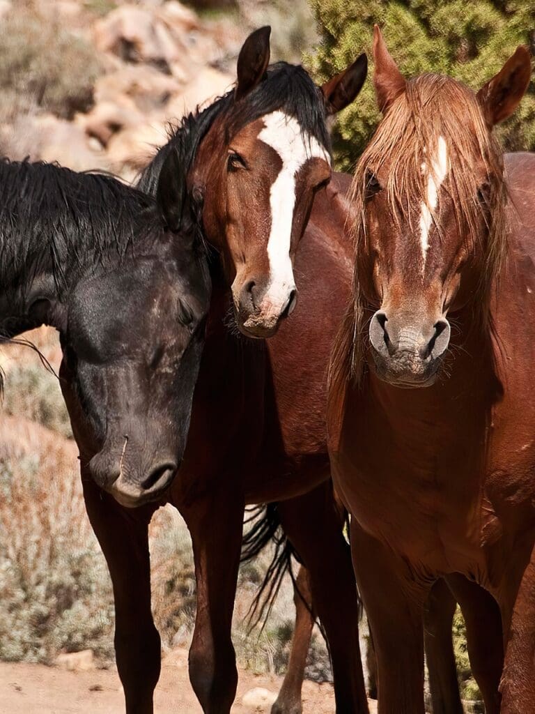 mustang horse nature 4684184jpg