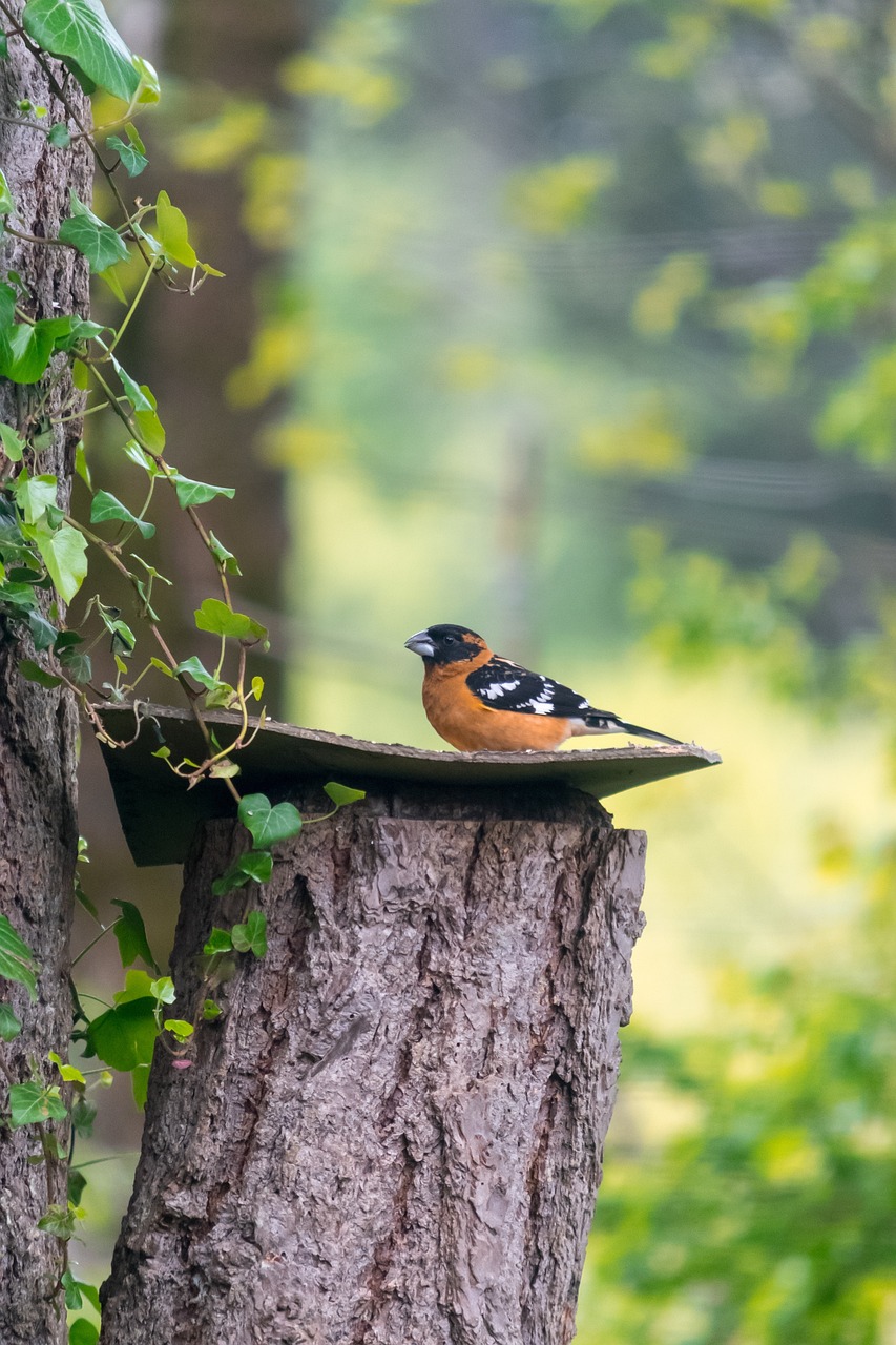 nature bird outdoors 3364266jpg