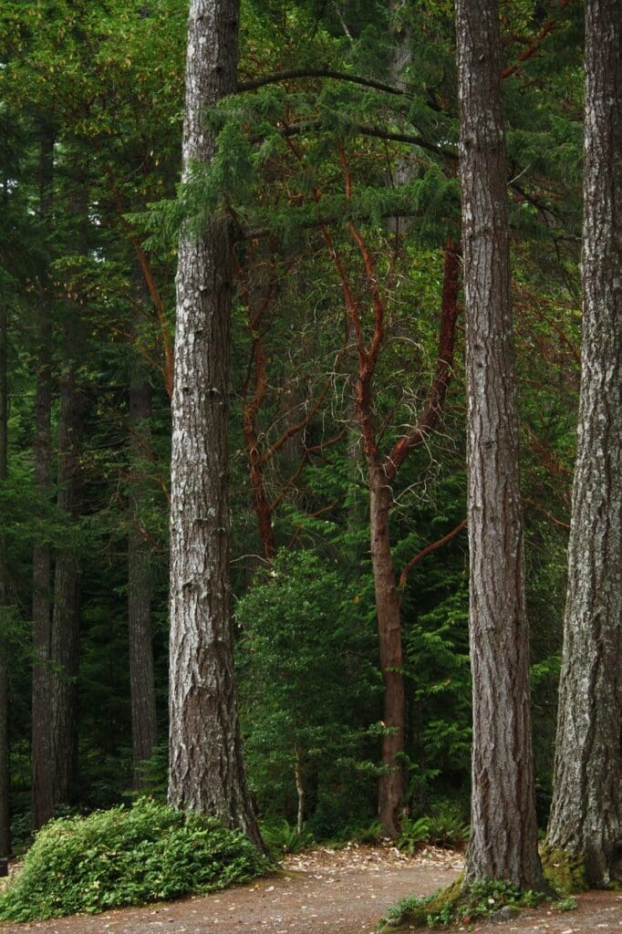 northwest forest, douglas fir, washington-964875.jpg