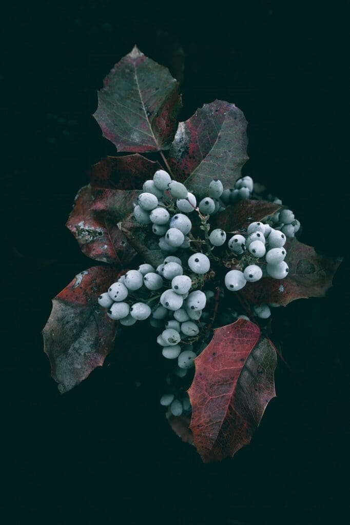 oregon grape, berries, fruits-8526225.jpg