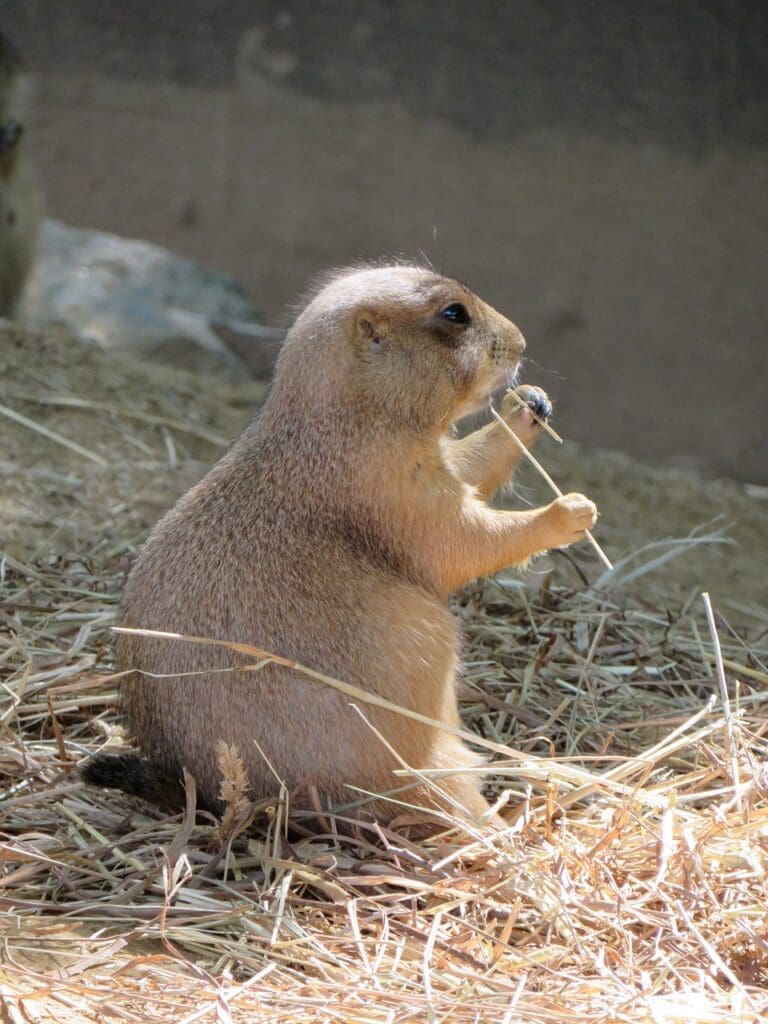 prairie dog, zoo, mammal-4459934.jpg