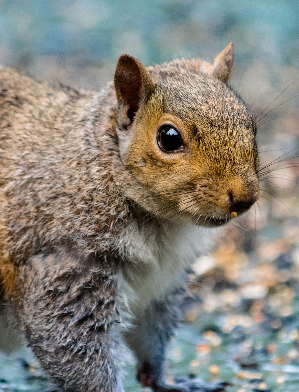 rodent squirrel mammal 3373301jpg