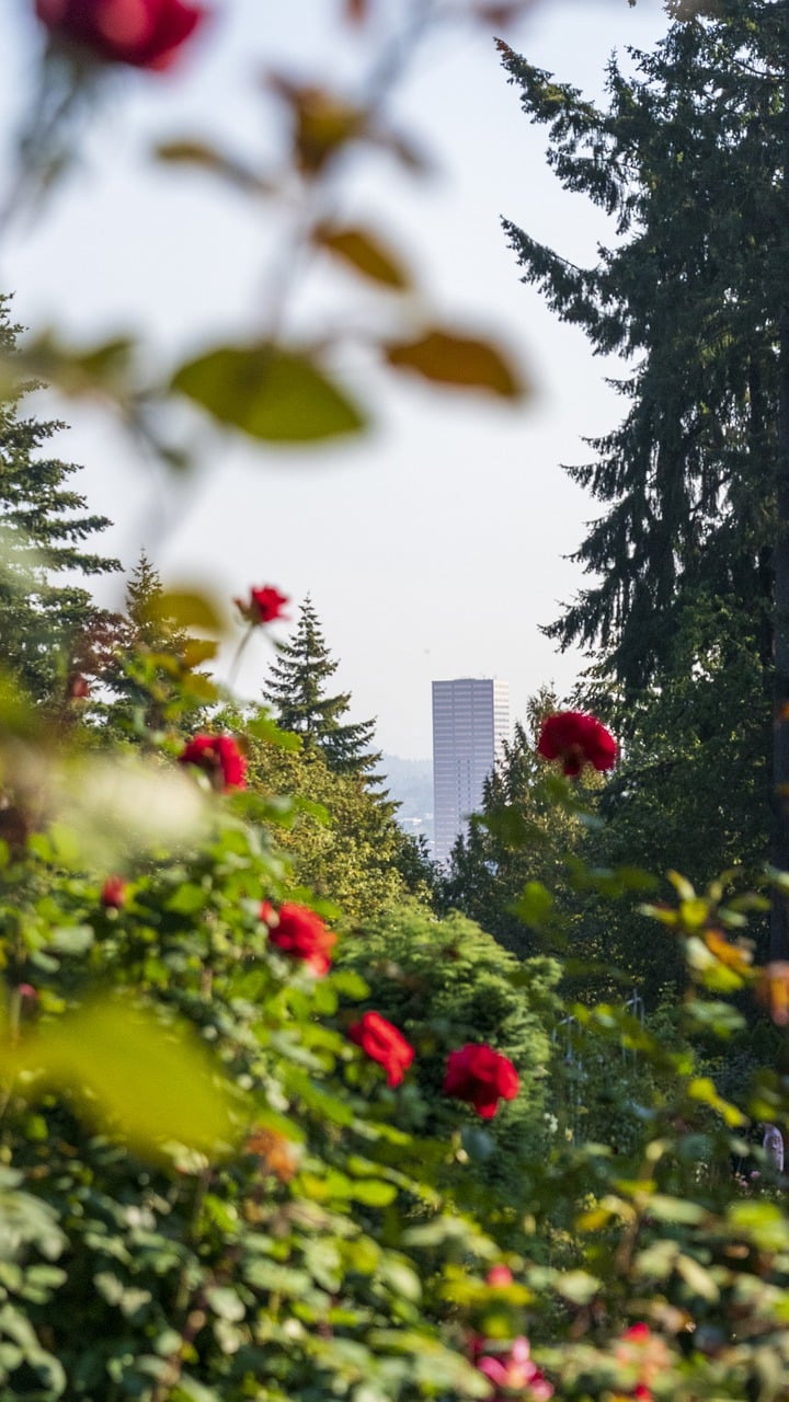 rosesgardenskyscraper7531341 | 1 Rated Nationwide LoJack Dealer roses garden skyscraper 7531341jpg