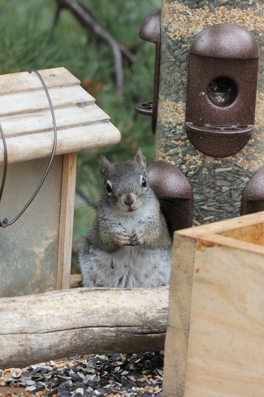 squirrel cute nature 3731764jpg