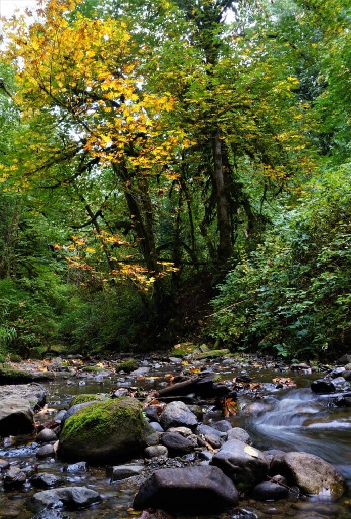 stream, forest, rocks-7307530.jpg
