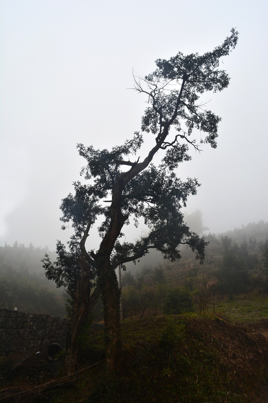 torreyacentennialtorreyatreetreeshadow651684 | 1 Rated Nationwide LoJack Dealer torreya centennial torreya tree tree shadow 651684jpg