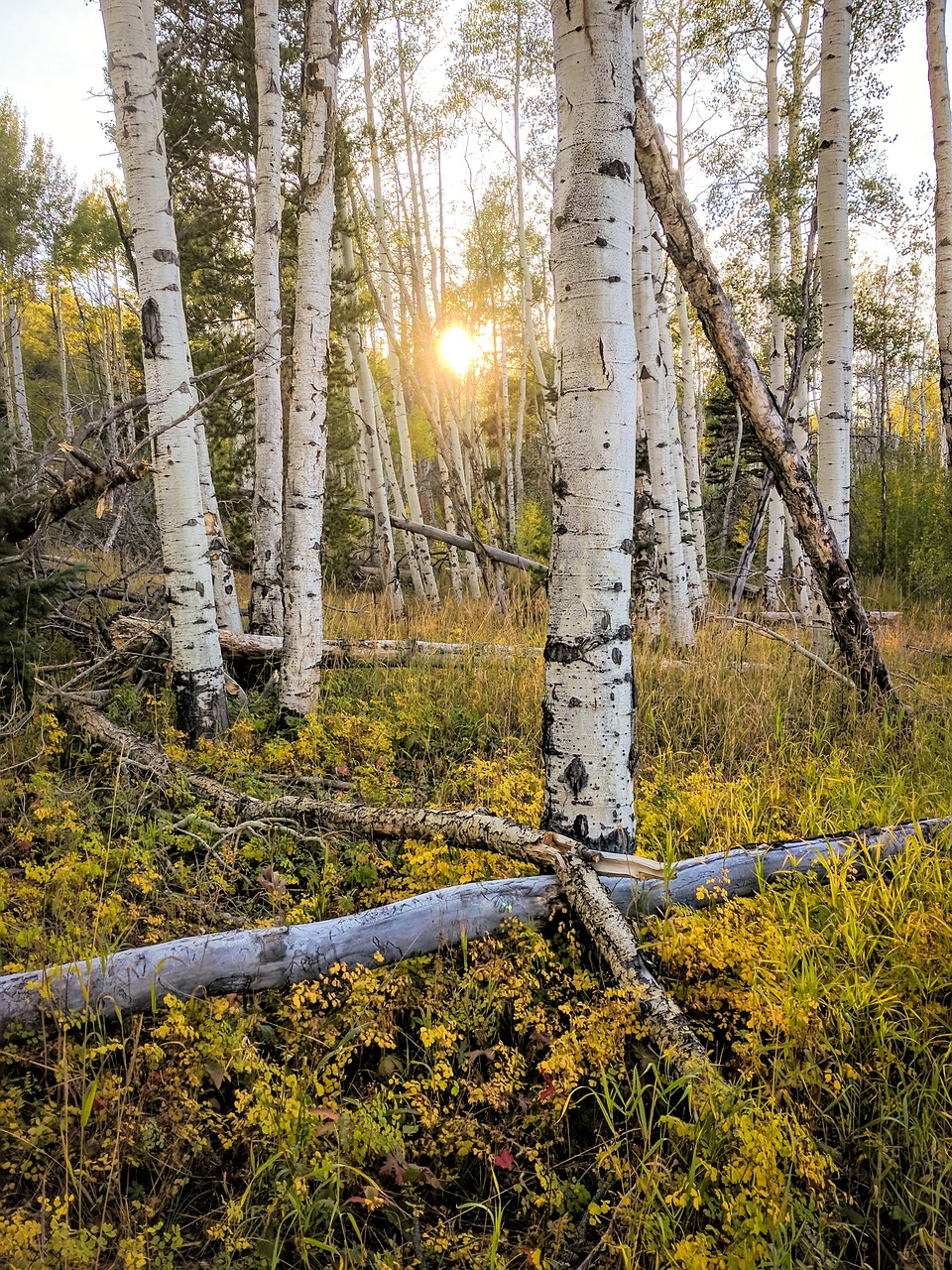 trees leaves forest 6494531jpg