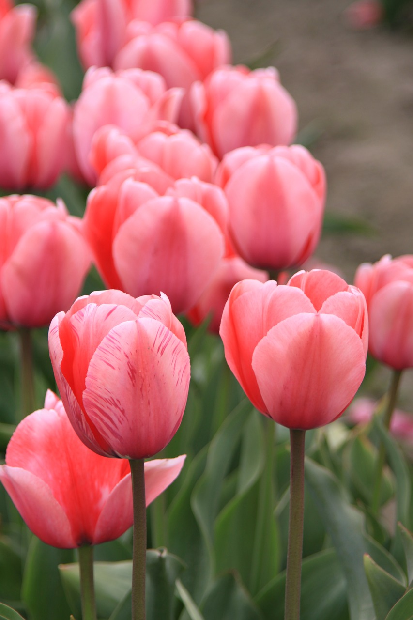 tulip fields washington state tulip festival 2862490jpg