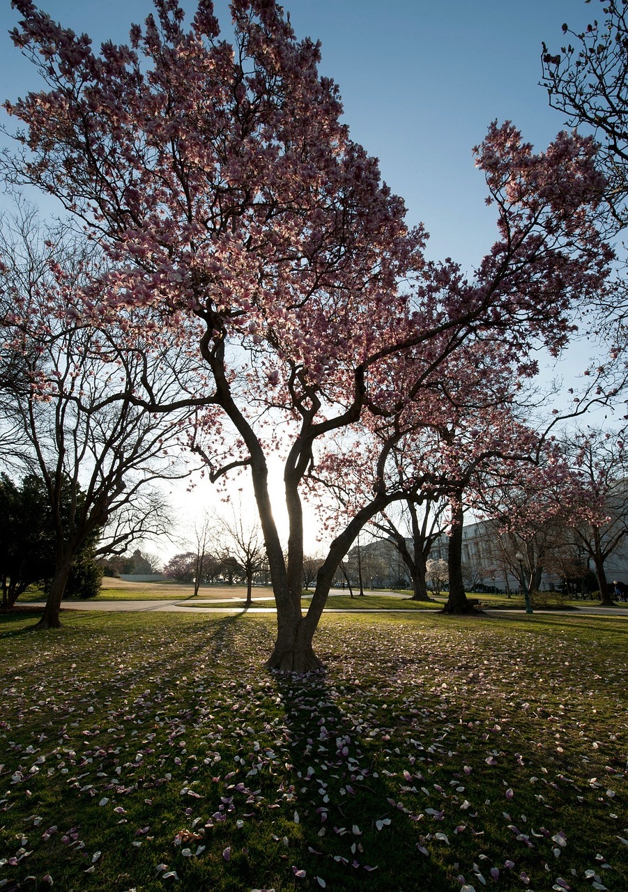 washington dc trees magnolias 91744jpg