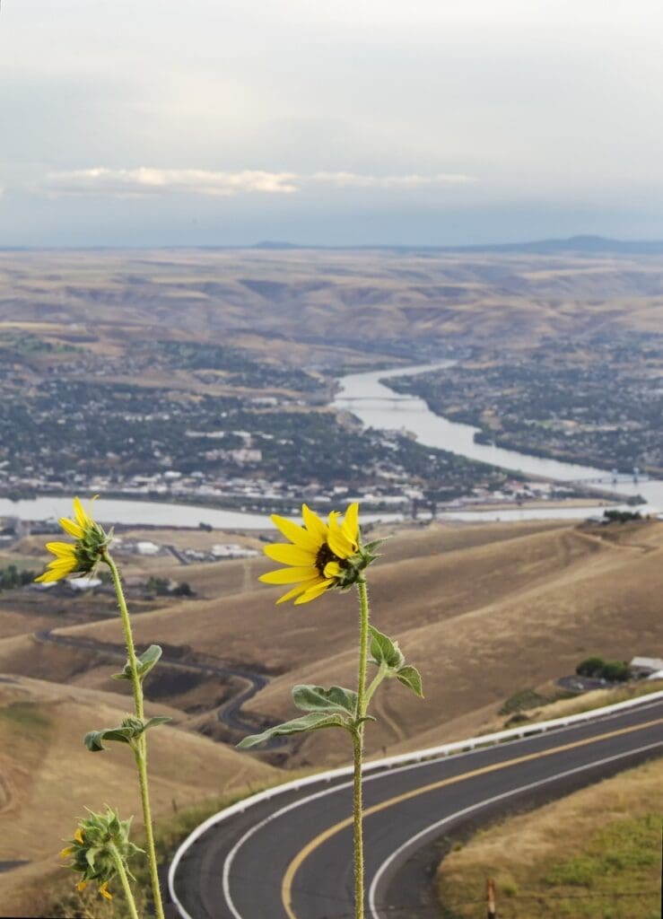 yellow flowers lewiston idaho clarkston washington 4691533jpg