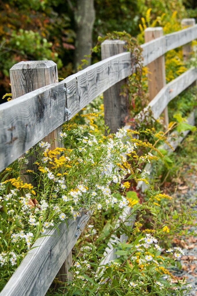 fence, wildflowers, nature-506602.jpg