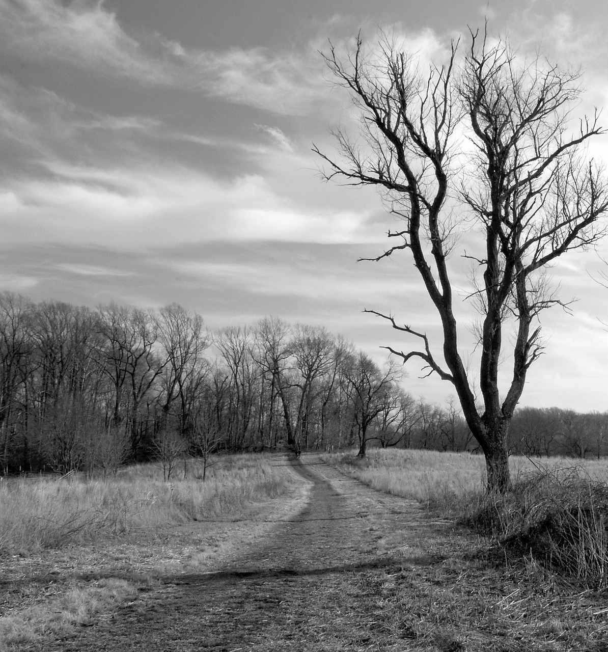 nature path trail 218481jpg